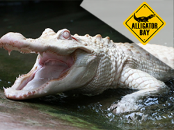 Alligator Bay