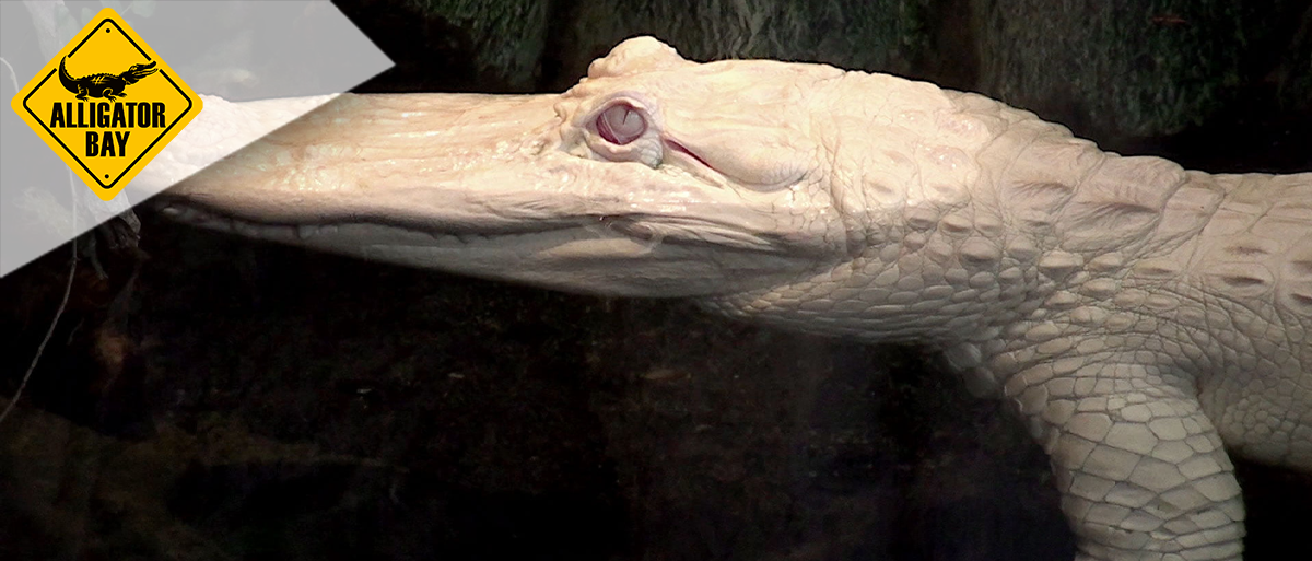 Alligator Bay